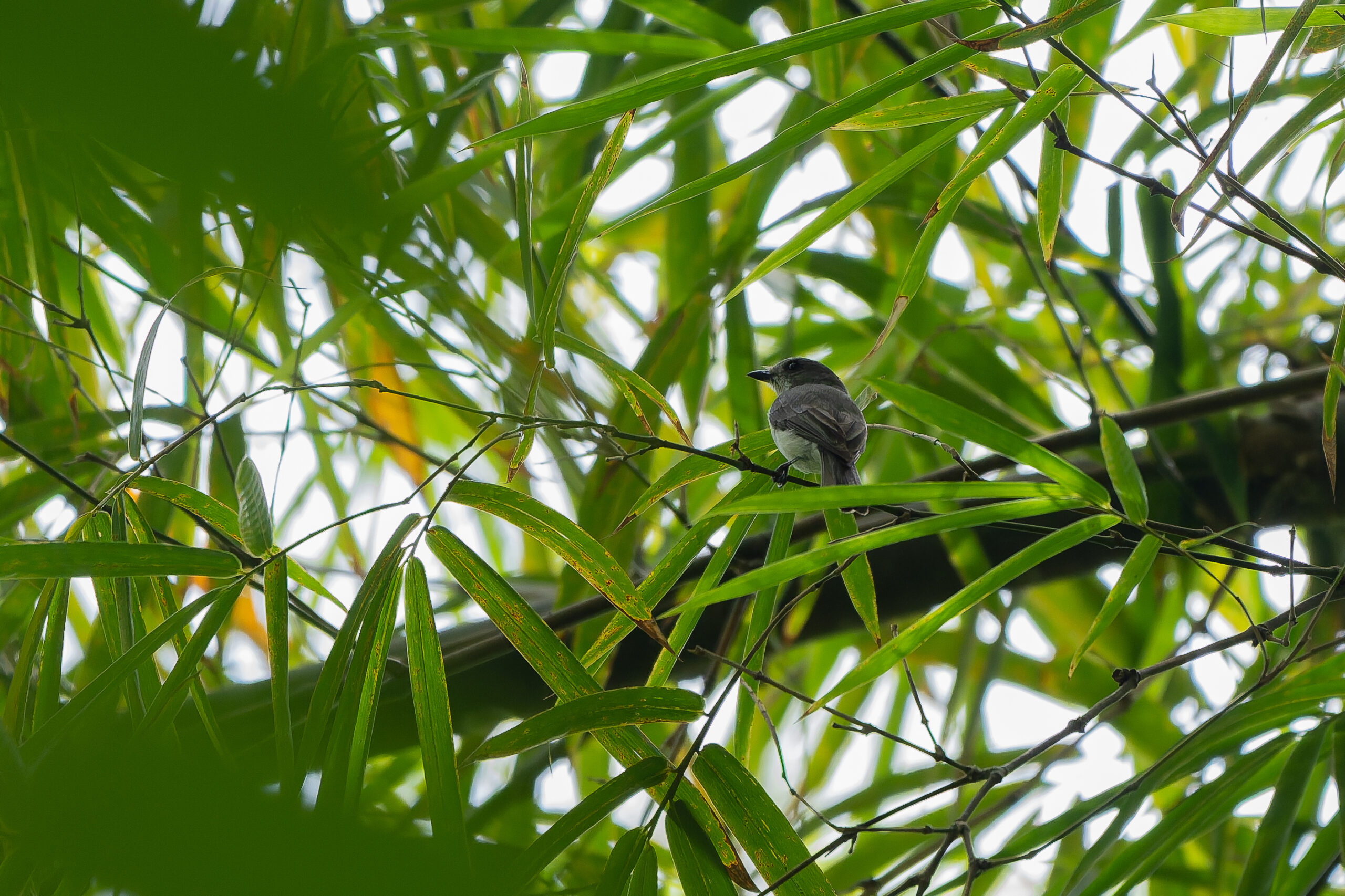 Taliabu Jungle Flycatcher (image by Diedert Koppenol)