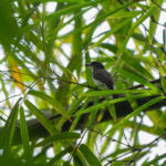 Taliabu Jungle Flycatcher (image by Diedert Koppenol)