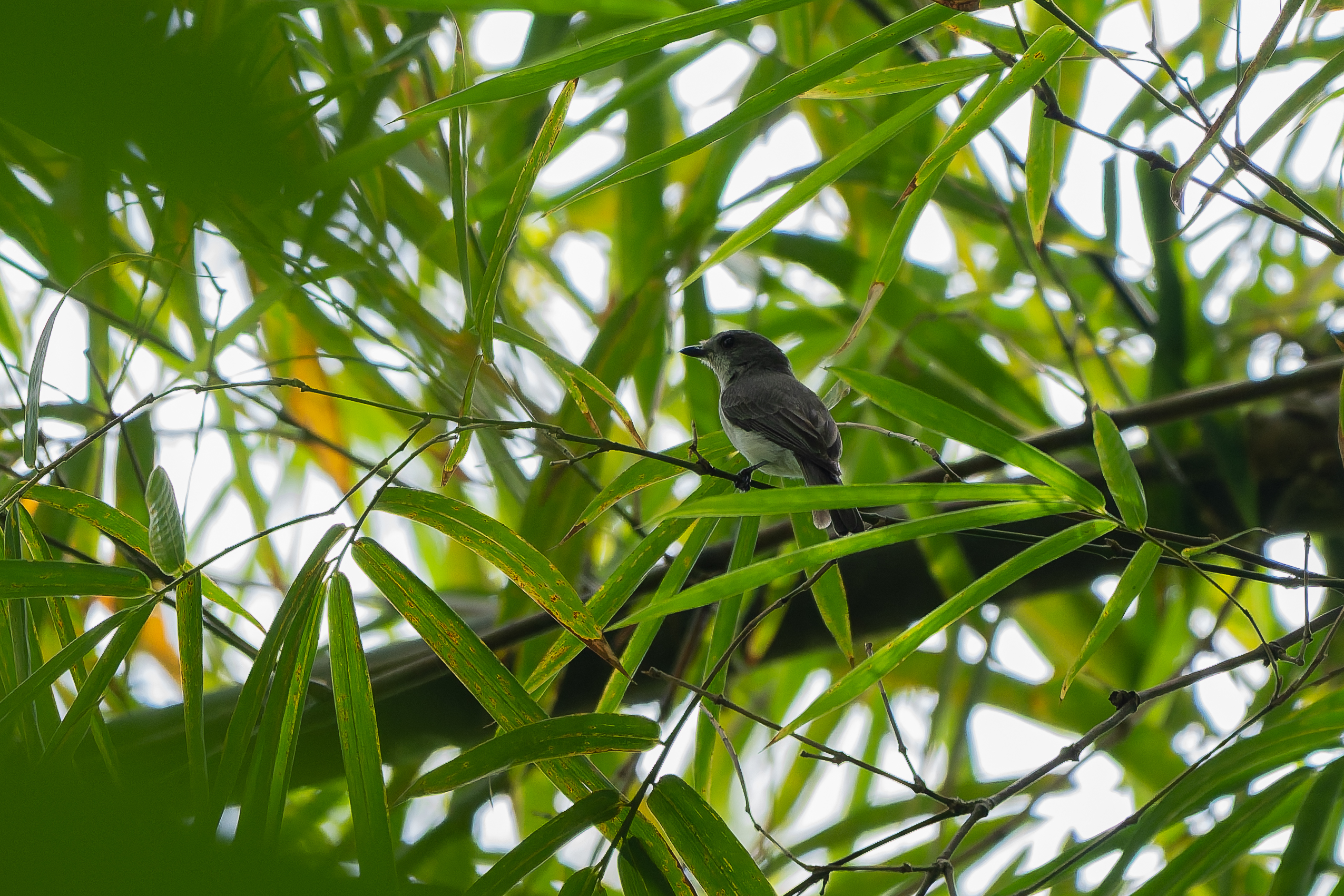 Taliabu Jungle Flycatcher (image by Diedert Koppenol)