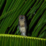 Taliabu Masked Owl (image by Diedert Koppenol)