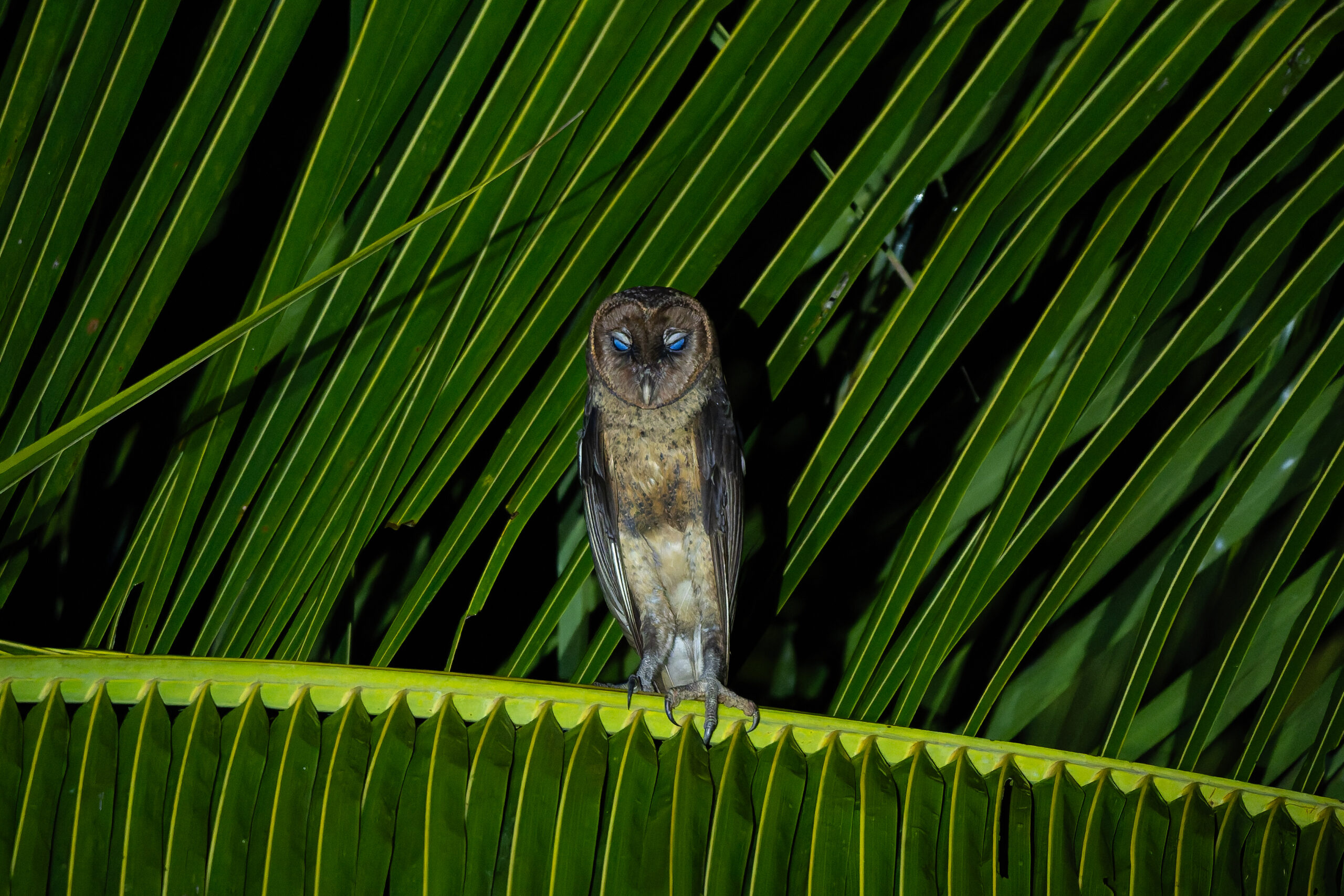 Taliabu Masked Owl (image by Diedert Koppenol)