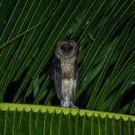 Taliabu Masked Owl (image by Diedert Koppenol)