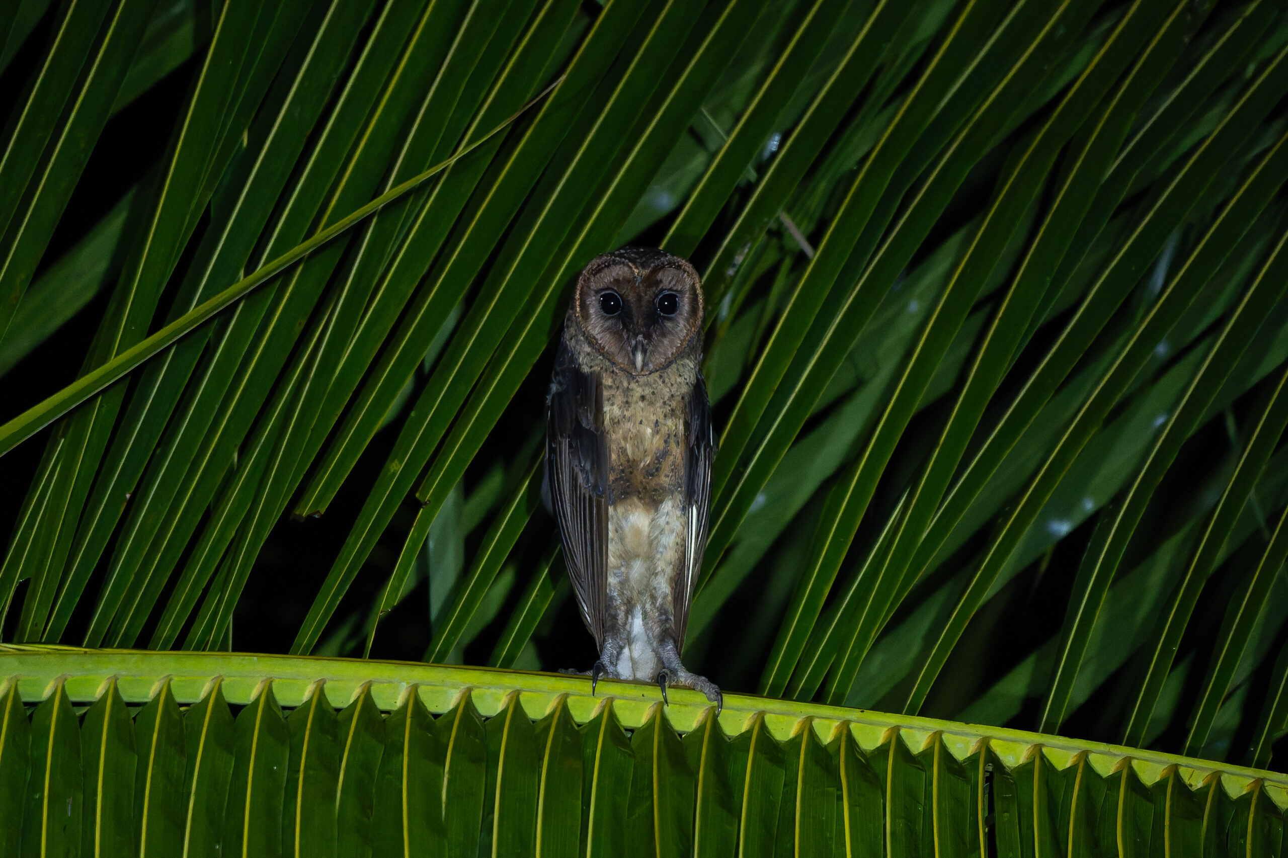 Taliabu Masked Owl (image by Diedert Koppenol)