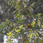 Tit Berrypecker (image by Dáni Balla)