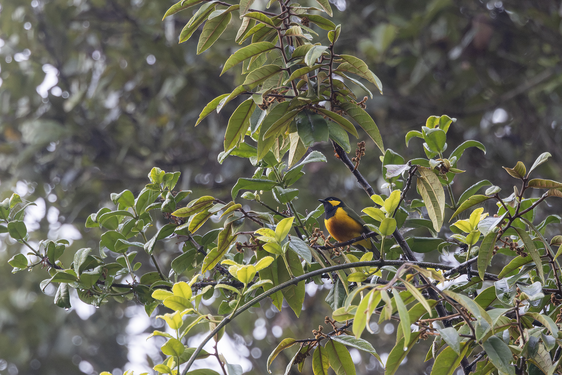 Tit Berrypecker (image by Dáni Balla)