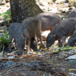 Togian Babirusa (image by Diedert Koppenol)