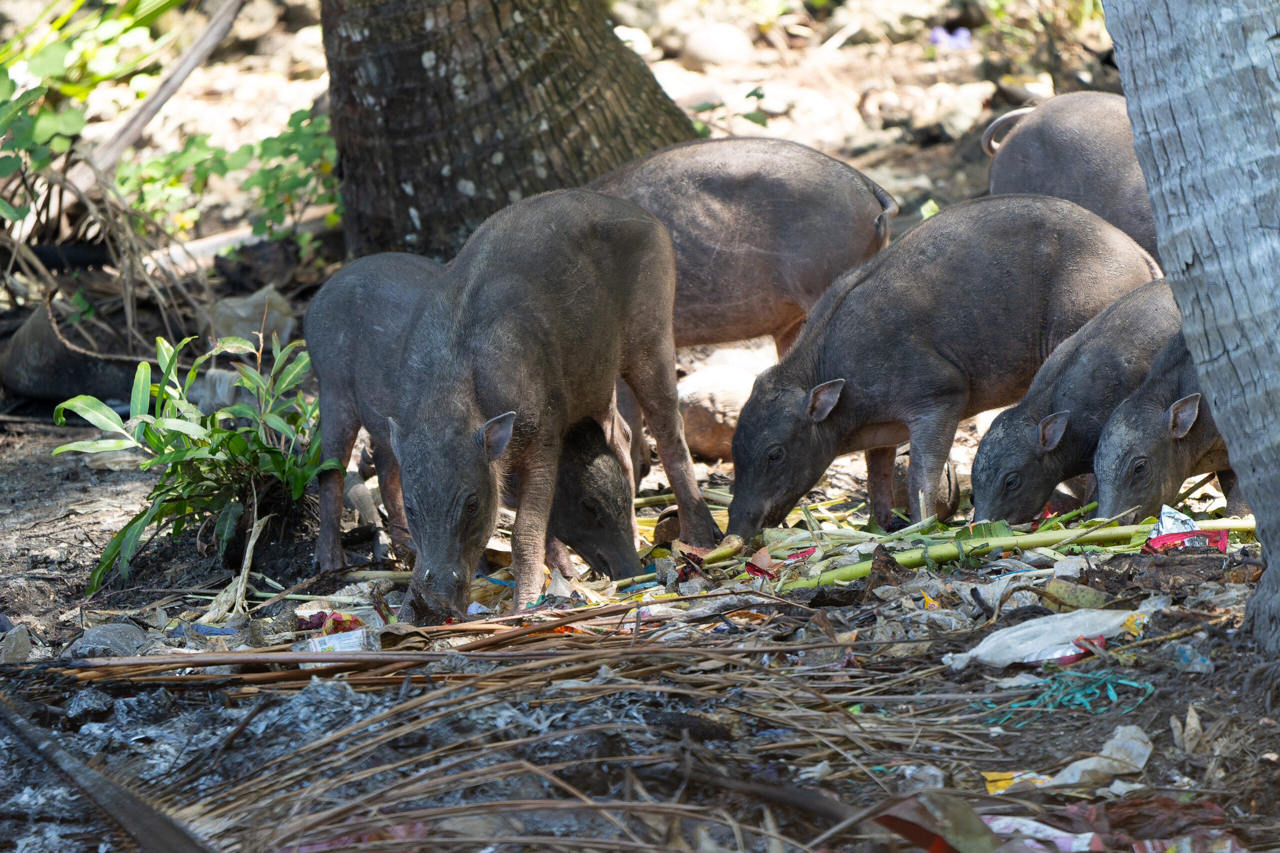 Togian Babirusa (image by Diedert Koppenol)