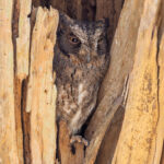 Torotoroka Madagascar Scops Owl (image by Nik Borrow)