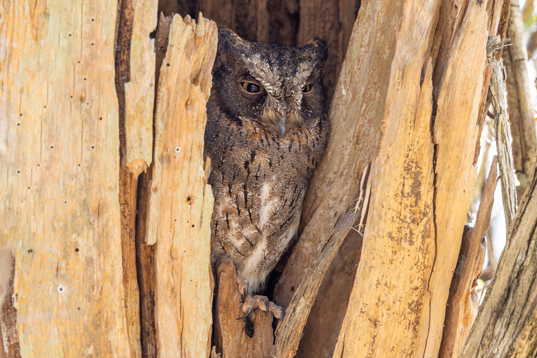 Torotoroka Madagascar Scops Owl (image by Nik Borrow)