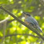 Trinidad Motmot (image by Tony Mills)