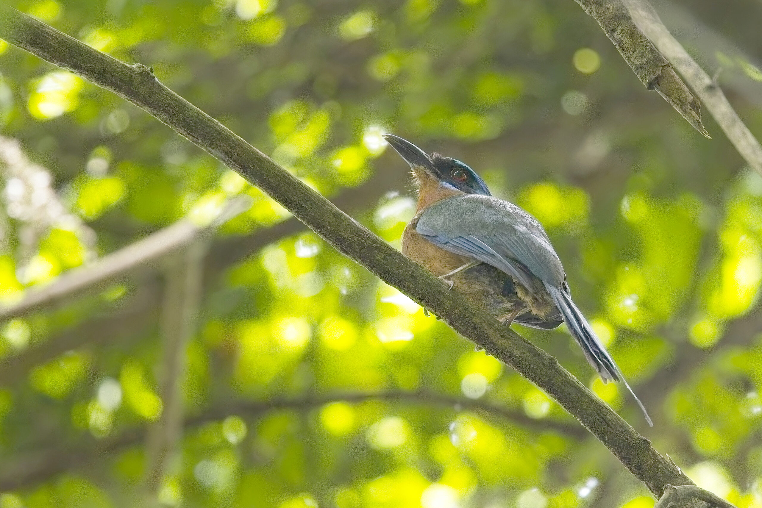 Trinidad Motmot (image by Tony Mills)