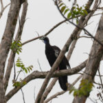 Trinidad Piping Guan (image by Diedert Koppenol)