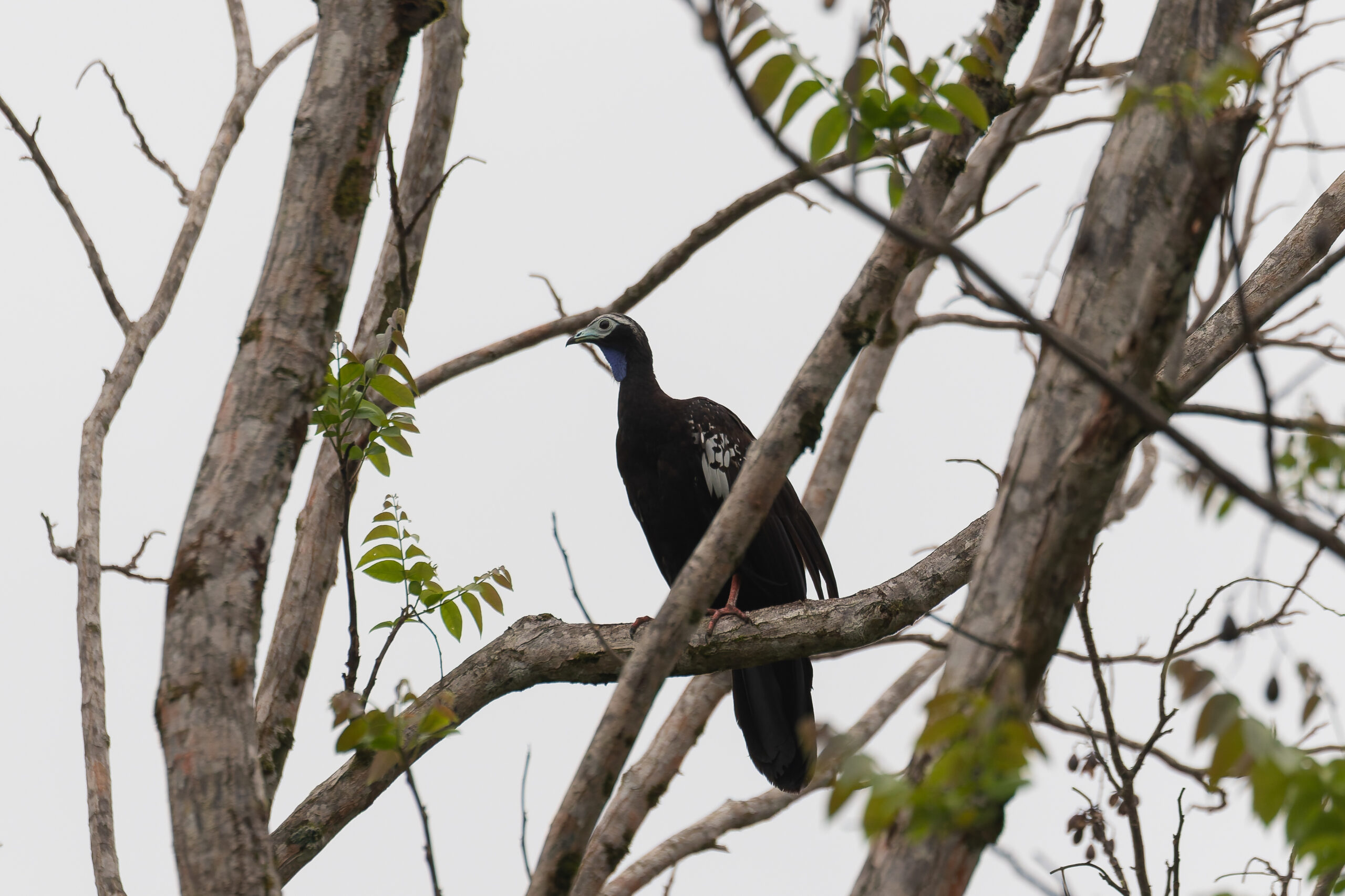 Trinidad Piping Guan (image by Diedert Koppenol)