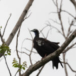 Trinidad Piping Guan (image by Diedert Koppeno
