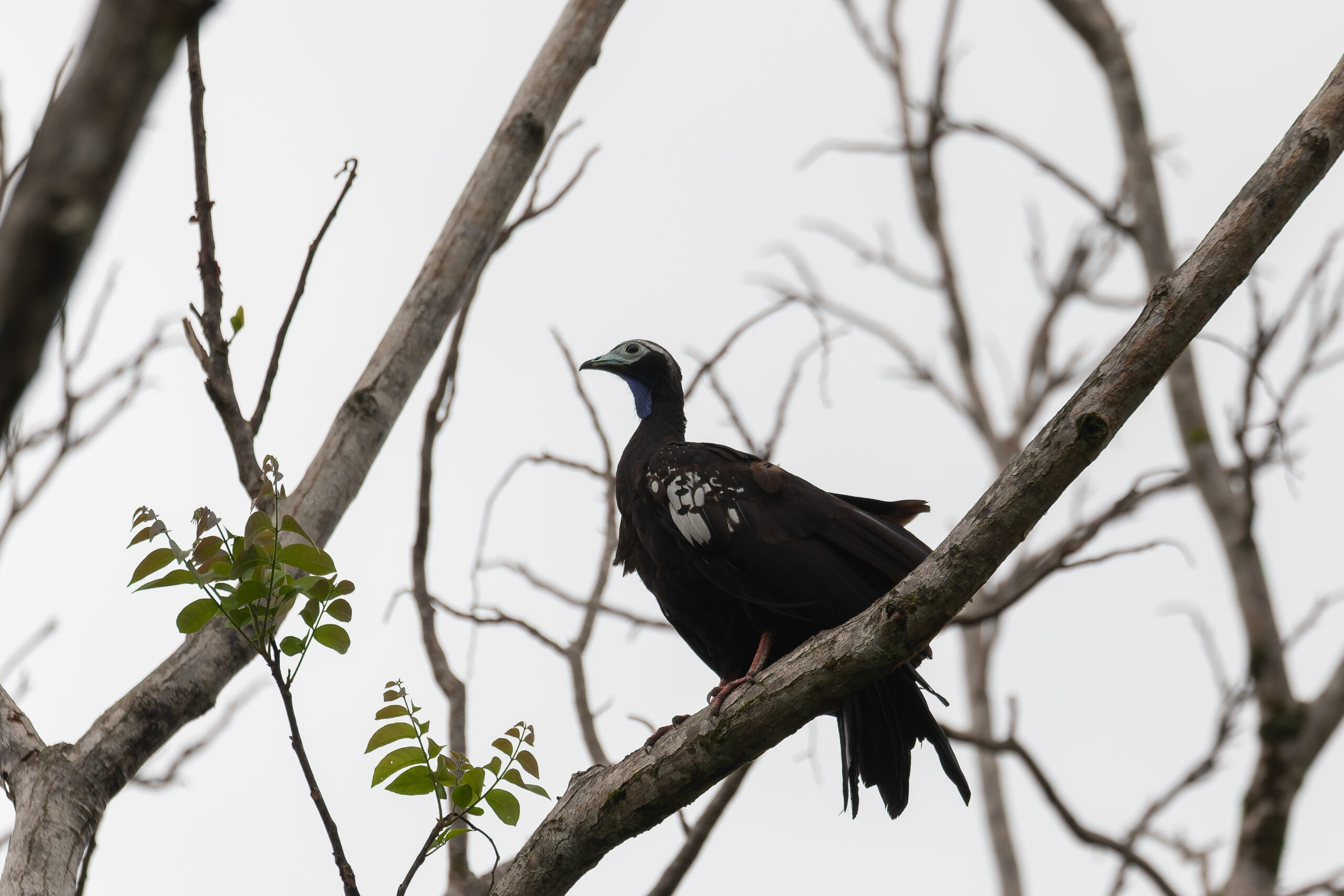 Trinidad Piping Guan (image by Diedert Koppeno