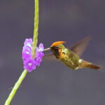 Tufted Coquette (image by Tony Mills)