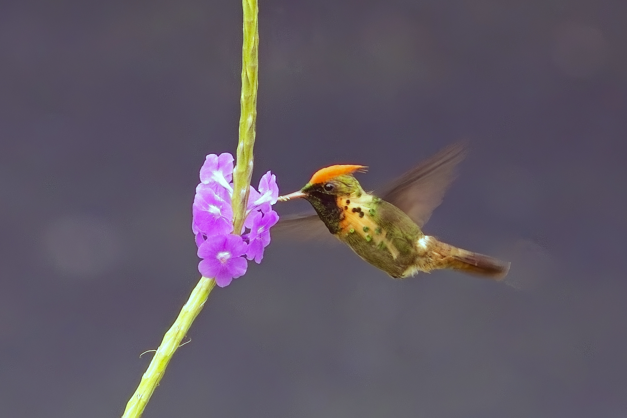 Tufted Coquette (image by Tony Mills)
