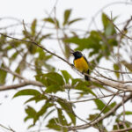 Tukangbesi Sunbird (image by Diedert Koppenol)