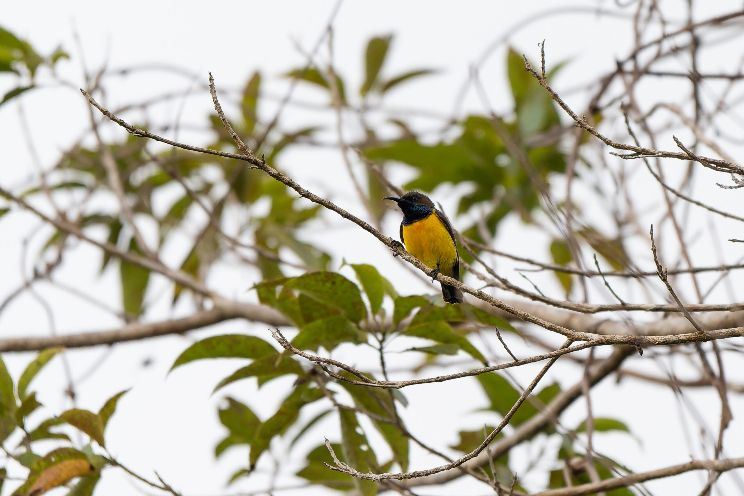 Tukangbesi Sunbird (image by Diedert Koppenol)
