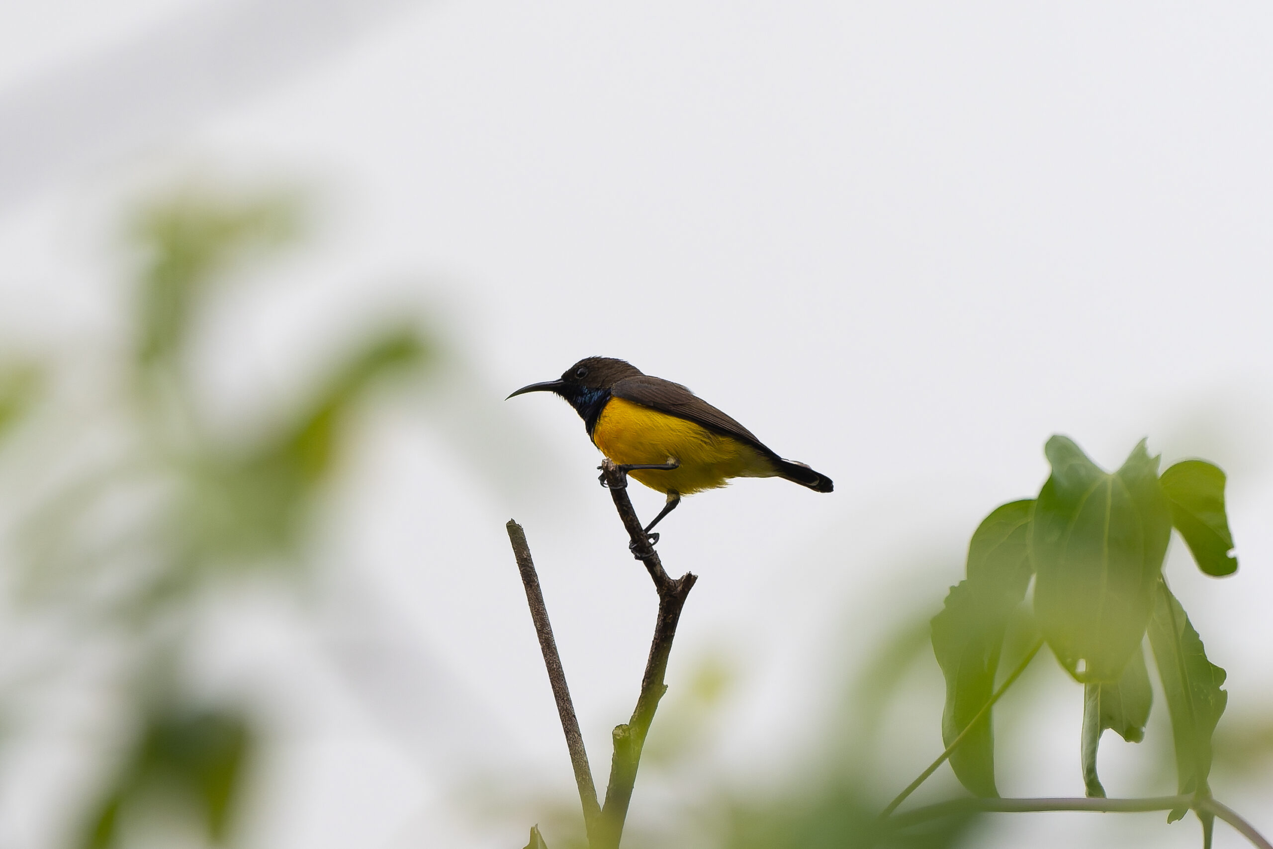Tukangbesi Sunbird (image by Diedert Koppenol)