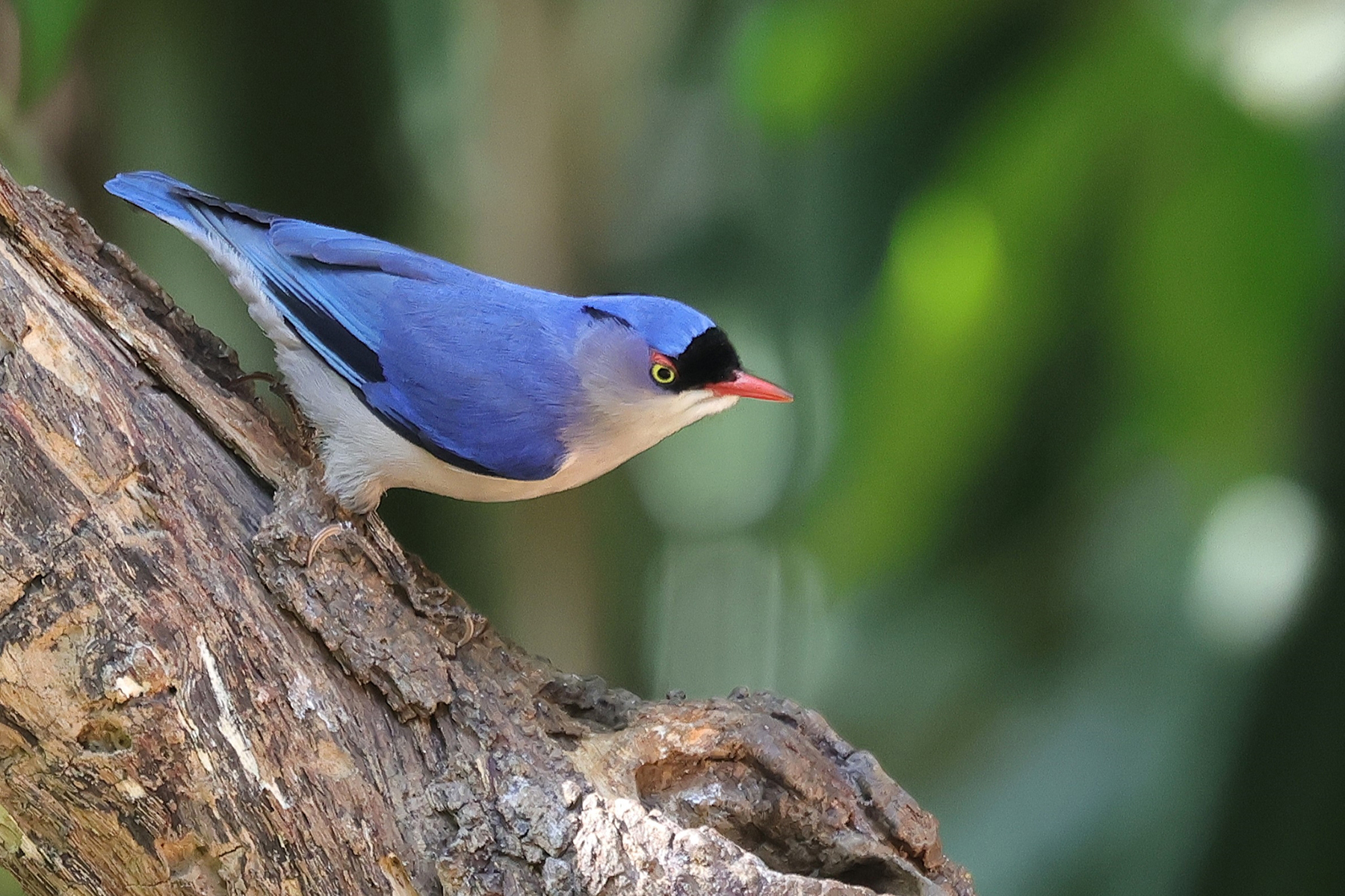 Velvet-fronted Nuthatch (image by Hannu Jännes)