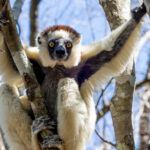 Verreaux's Sifaka (image by Nik Borrow)