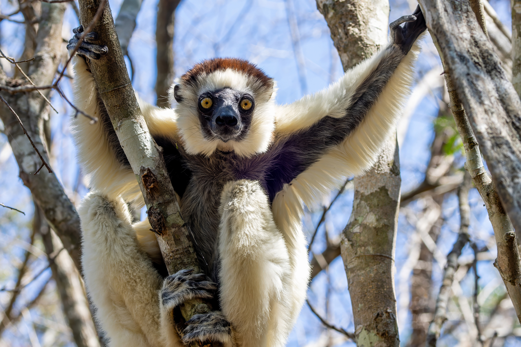Verreaux's Sifaka (image by Nik Borrow)