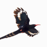 Violet Woodhoopoe (image by Janos Olah)
