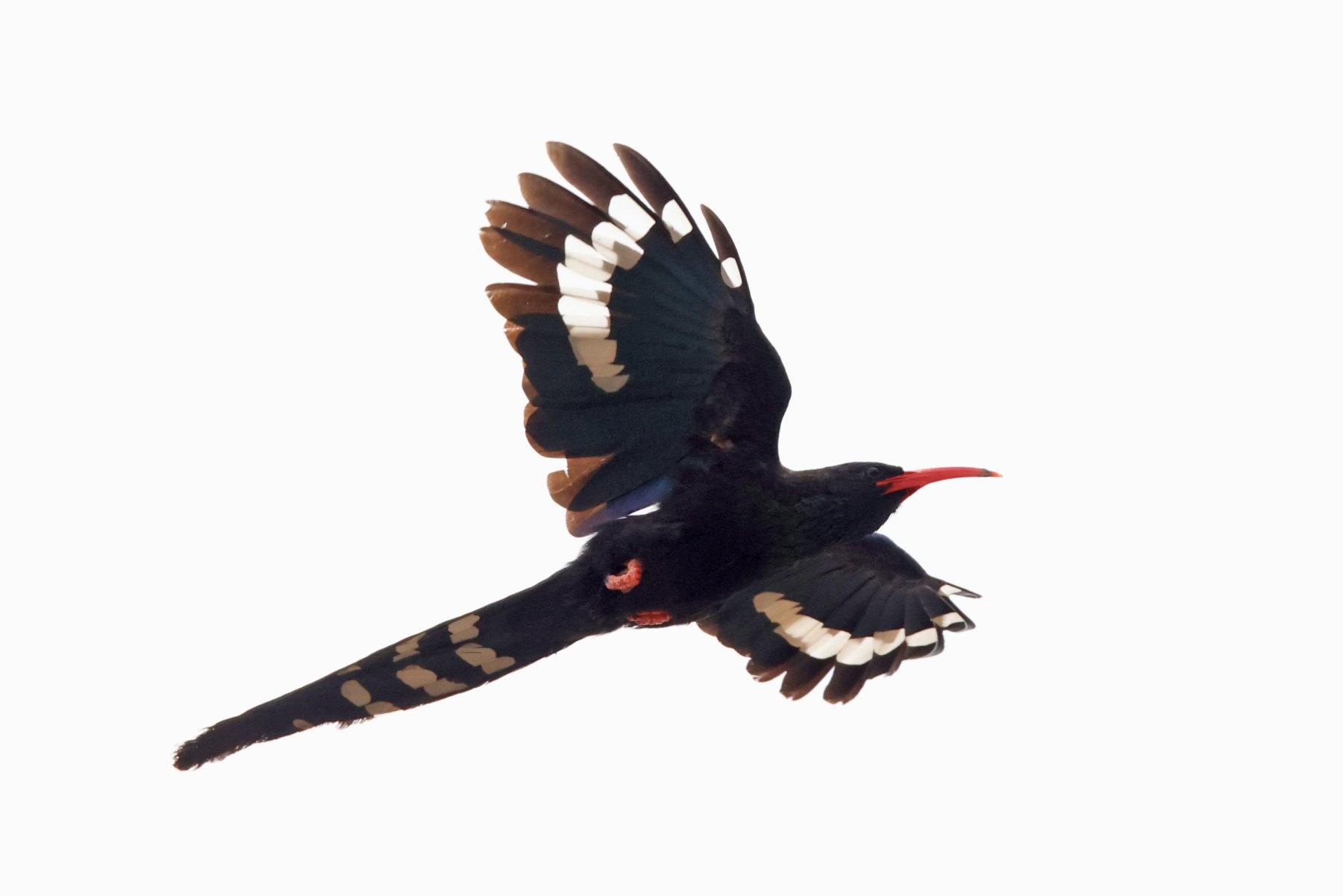 Violet Woodhoopoe (image by Janos Olah)