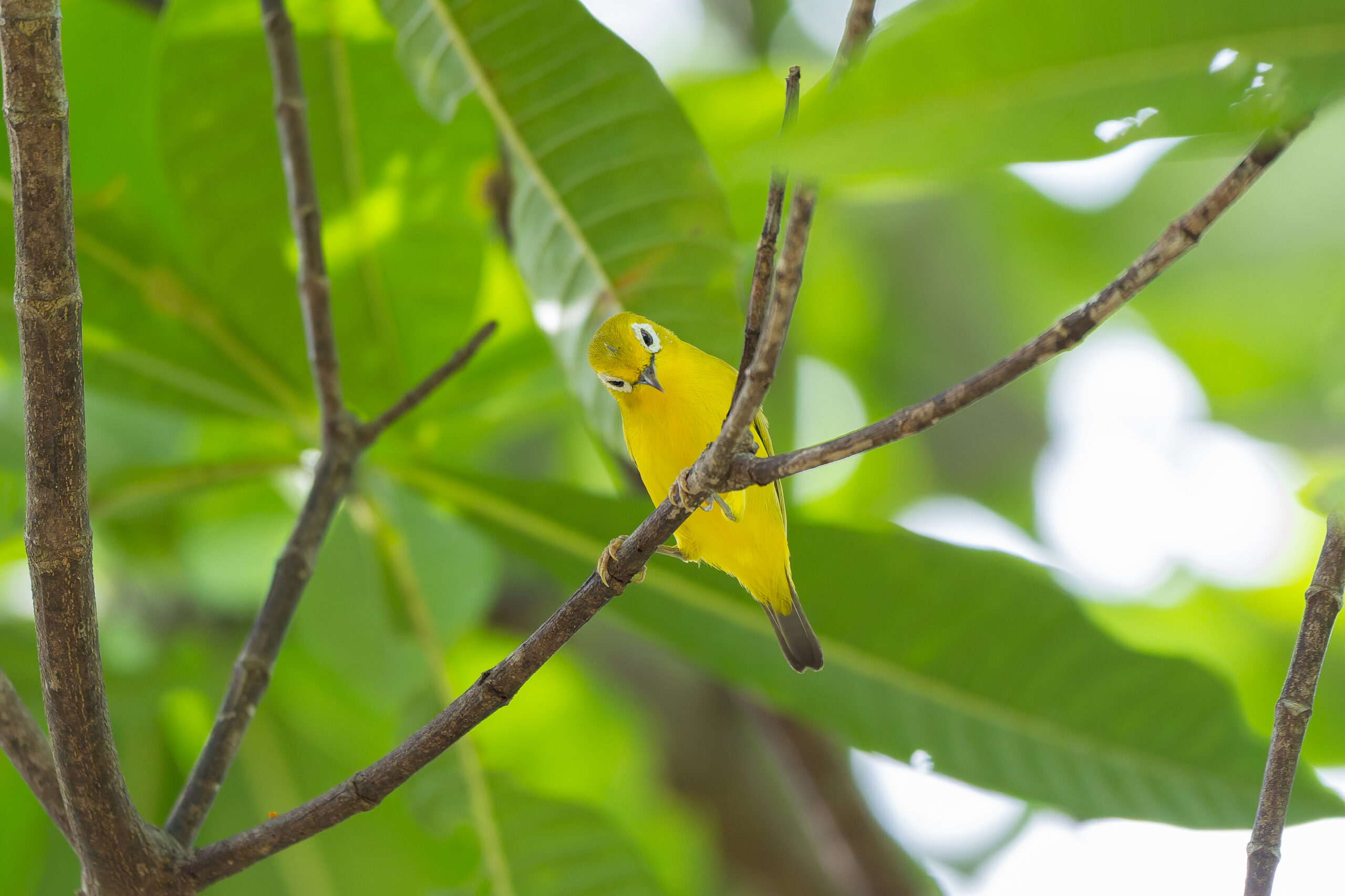 Wakatobi White-eye (image by Diedert Koppenol)