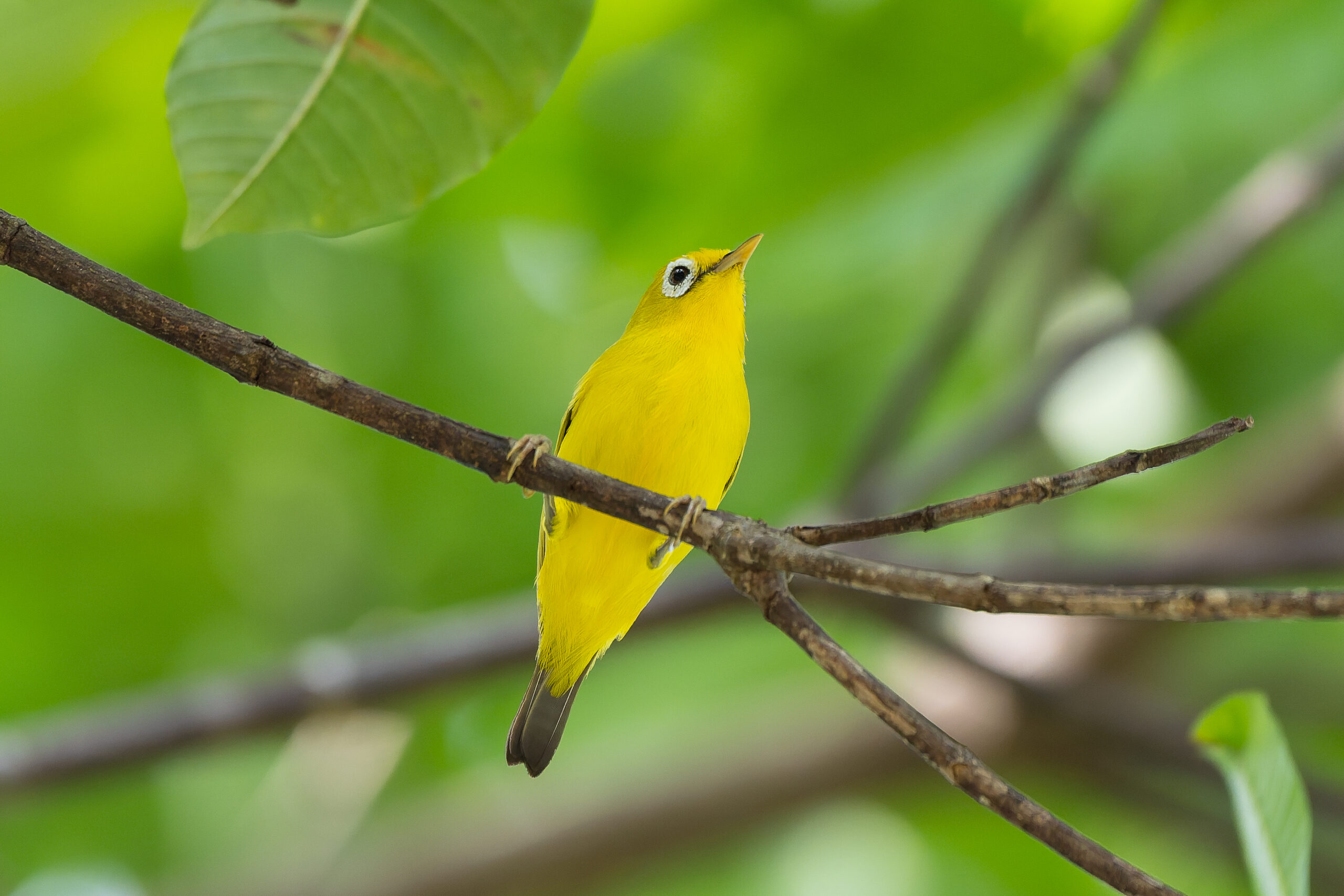 Wakatobi White-eye (image by Diedert Koppenol)