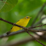 Wakatobi White-eye (image by Diedert Koppenol)