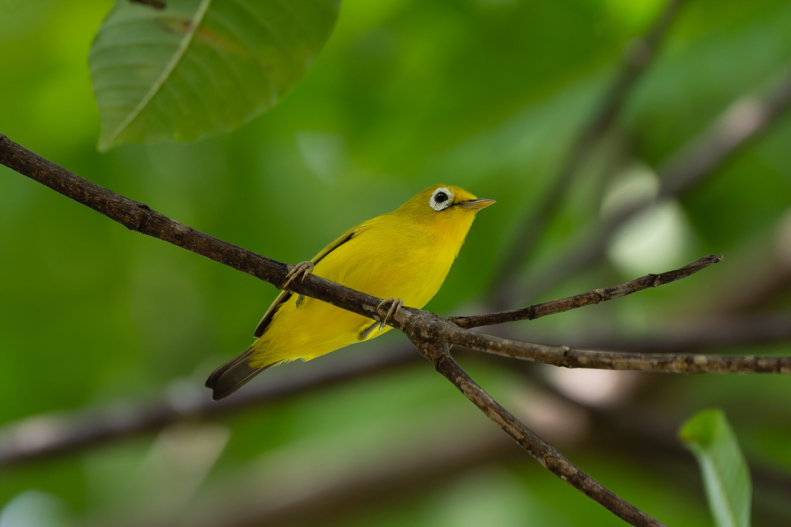 Wakatobi White-eye (image by Diedert Koppenol)