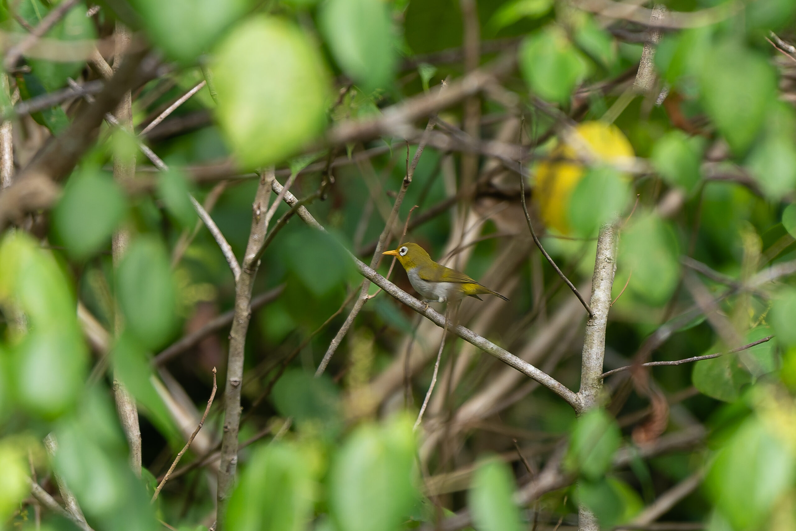 Wangi-wangi White-eye (image by Diedert Koppenol)