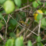Wangi-wangi White-eye (image by Diedert Koppenol)