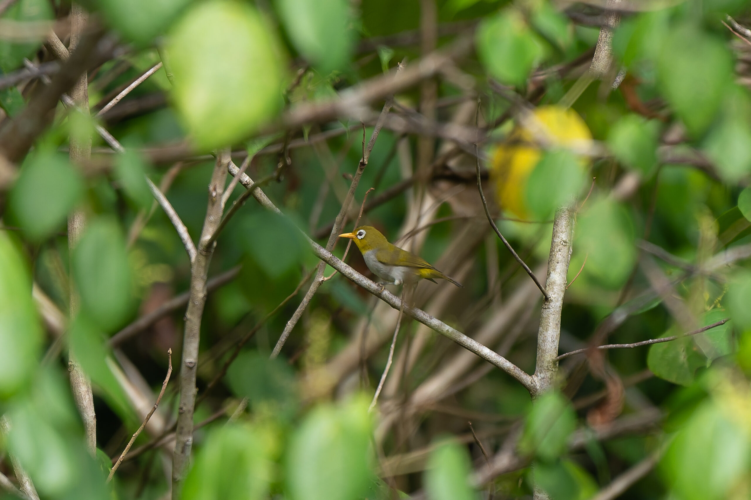 Wangi-wangi White-eye (image by Diedert Koppenol)