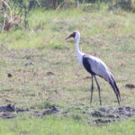 Wattled Crane (image by Janos Olah)