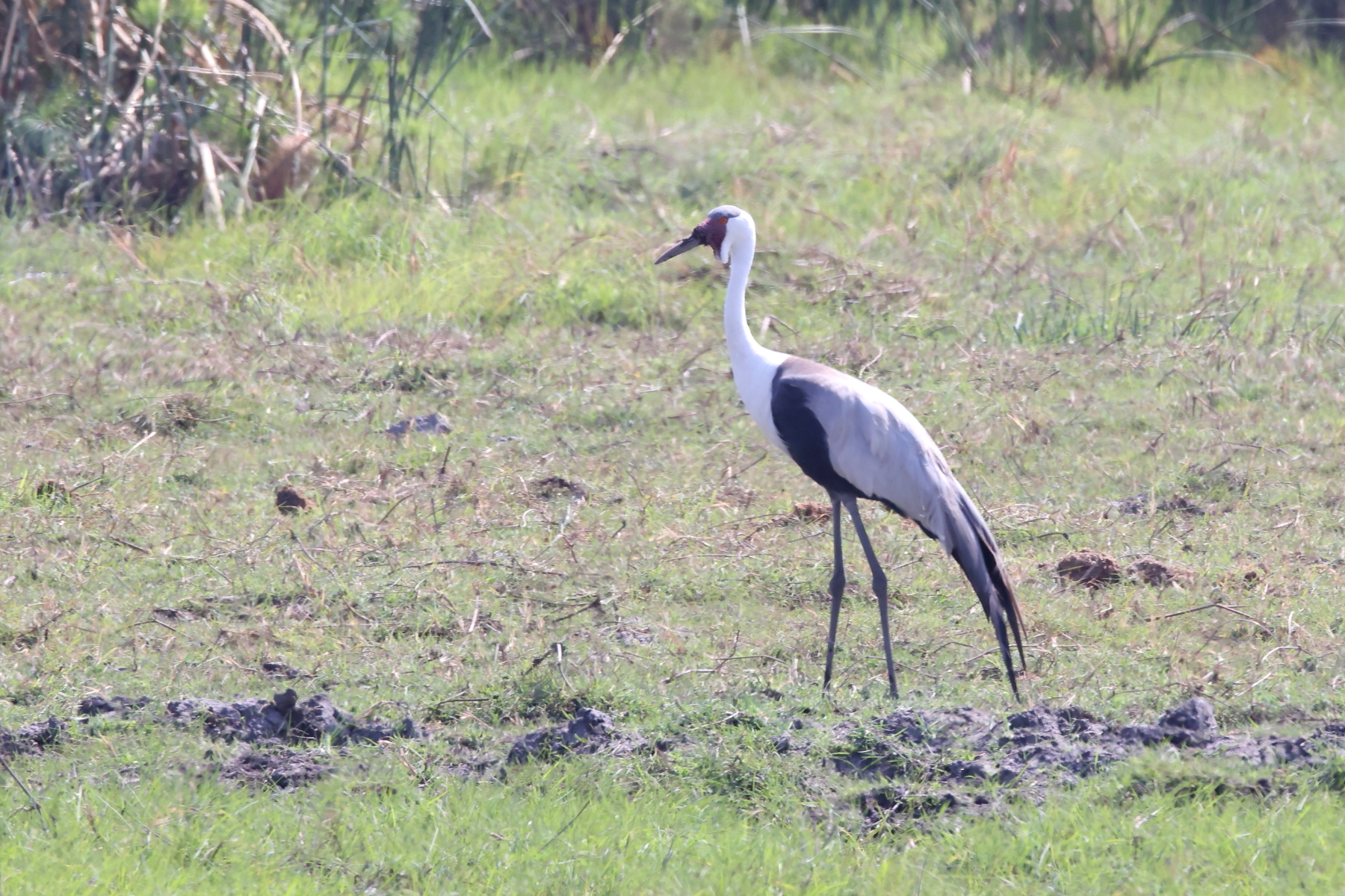 Wattled Crane (image by Janos Olah)