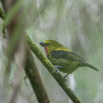 Wattled Ploughbill (image by Dáni Balla)