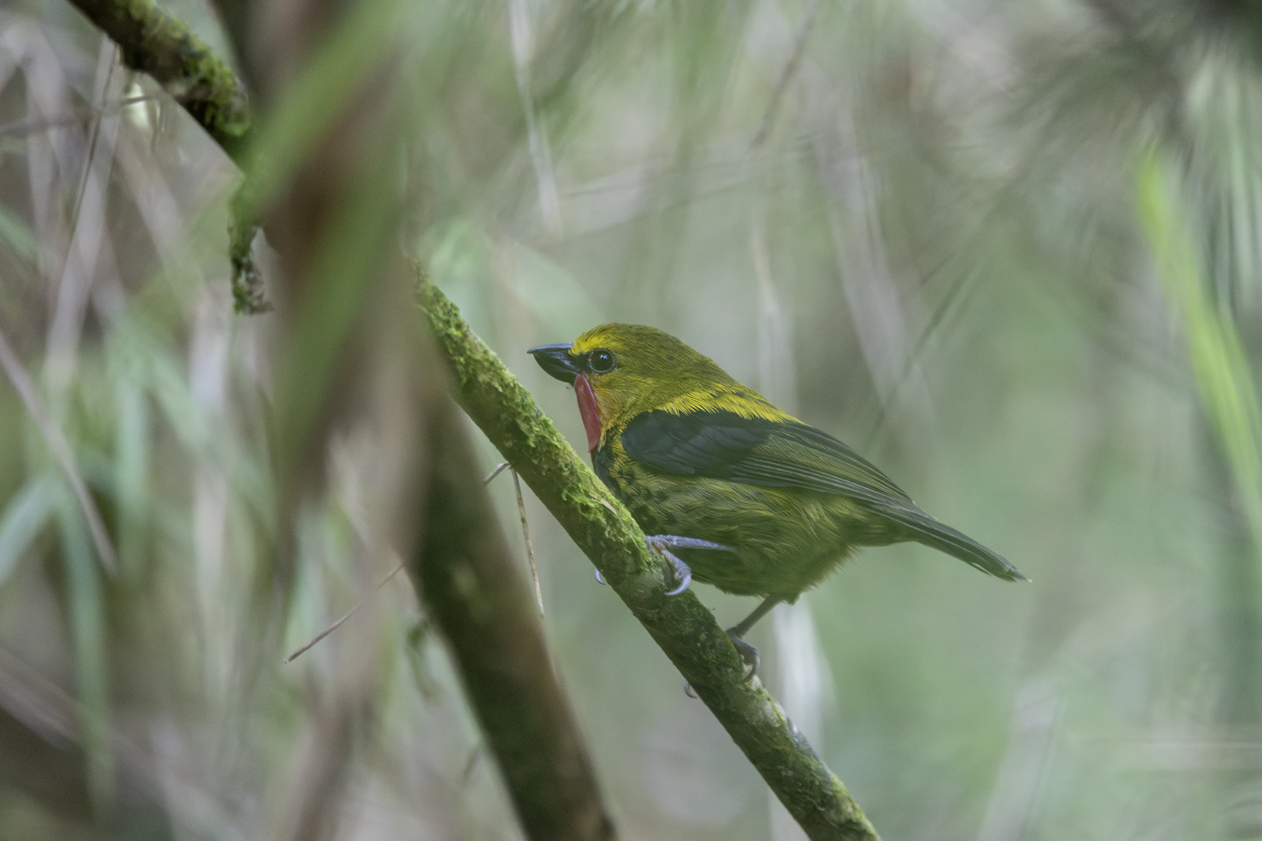 Wattled Ploughbill (image by Dáni Balla)