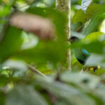 Western Hooded Pitta (image by Diedert Koppenol)