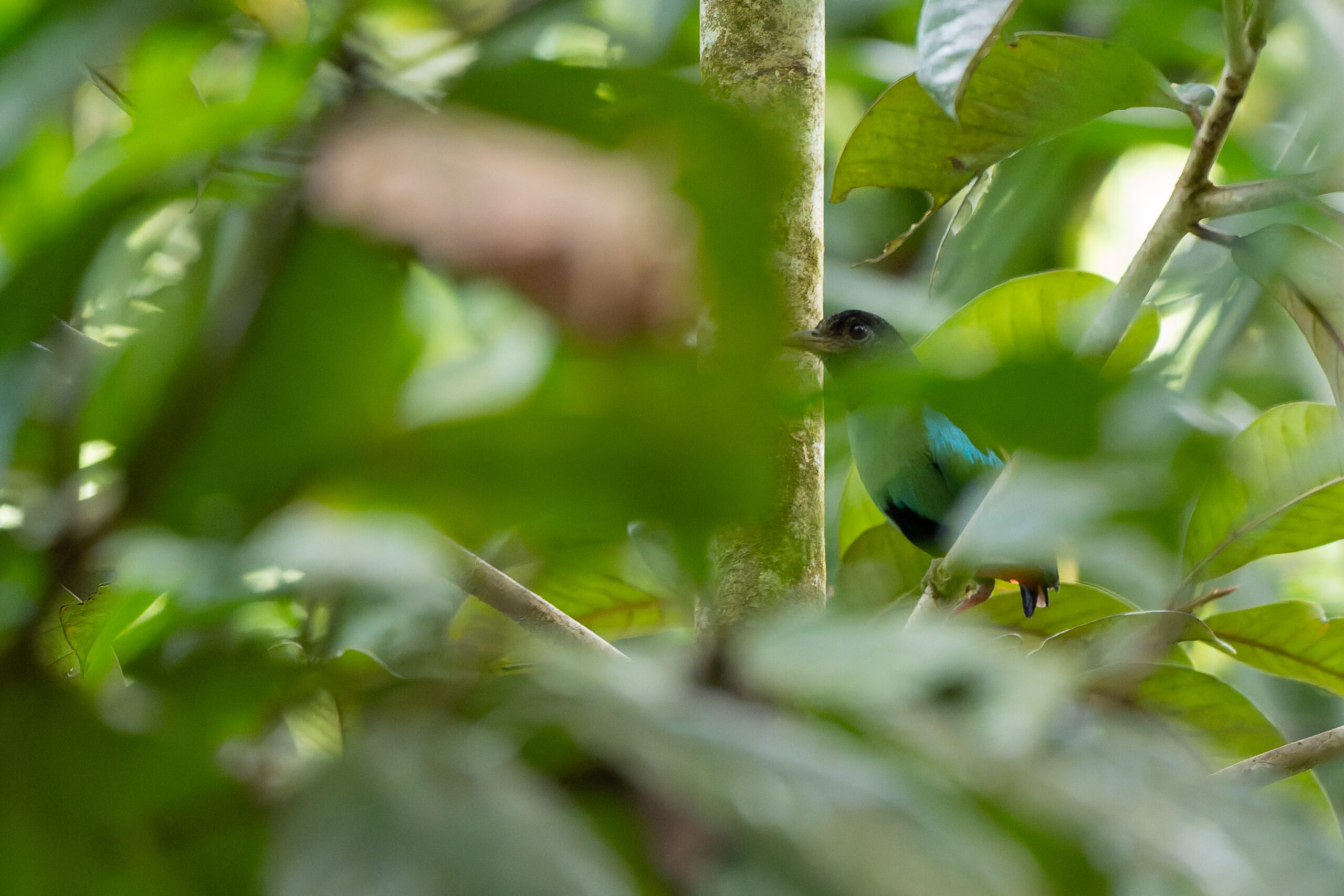 Western Hooded Pitta (image by Diedert Koppenol)