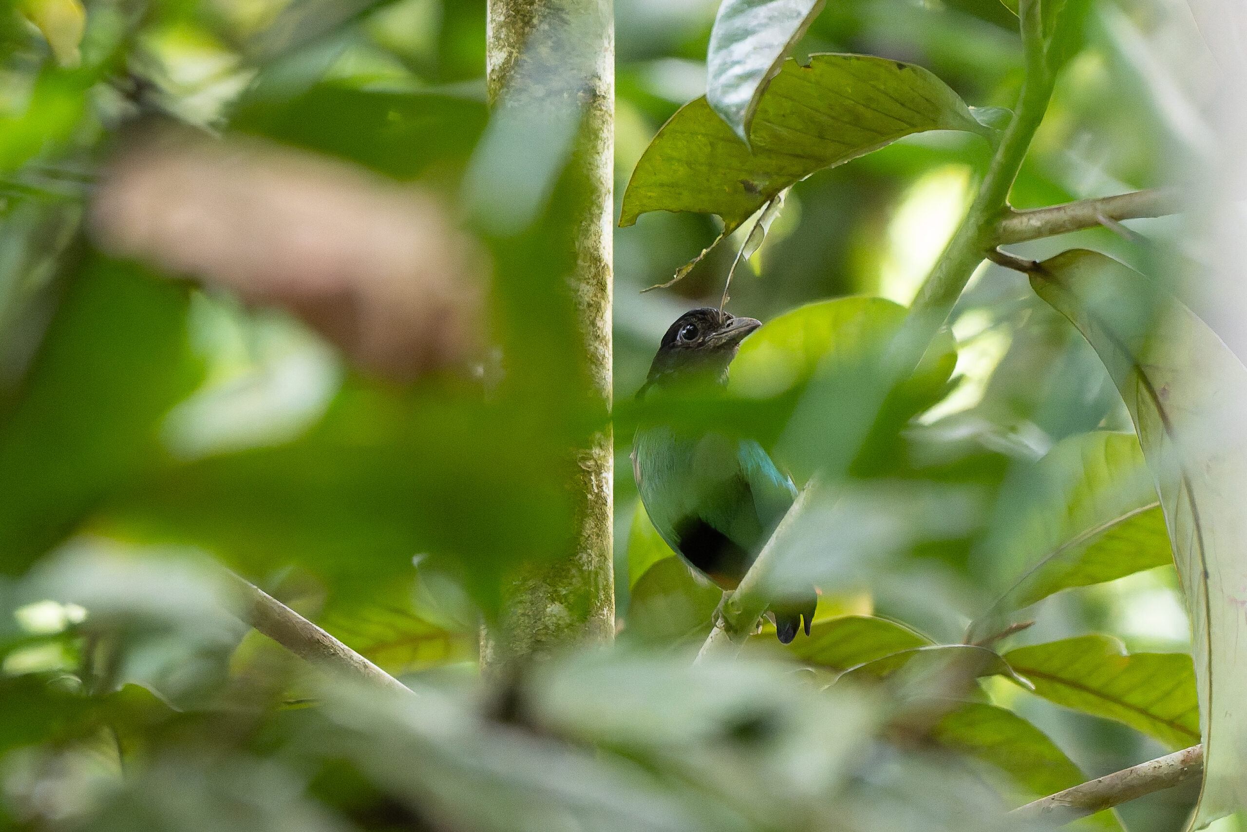 Western Hooded Pitta (image by Diedert Koppenol)