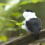 White-bearded Manakin (image by Tony Mills)