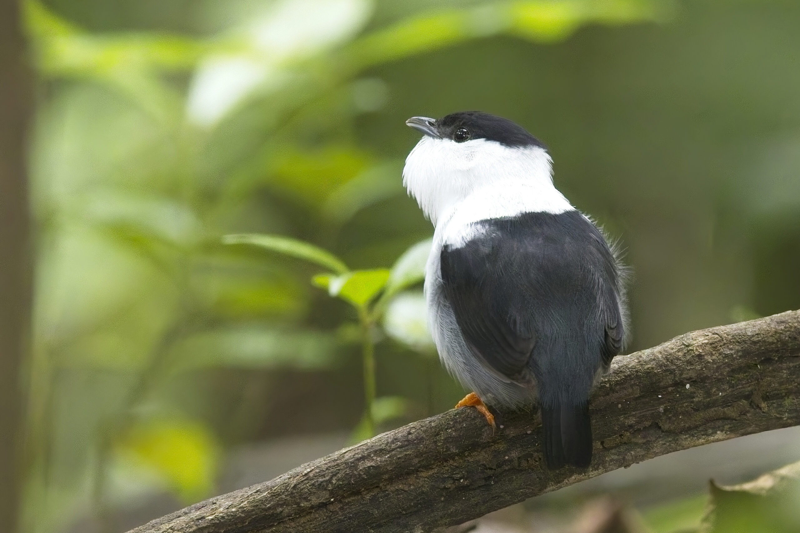 White-bearded Manakin (image by Tony Mills)