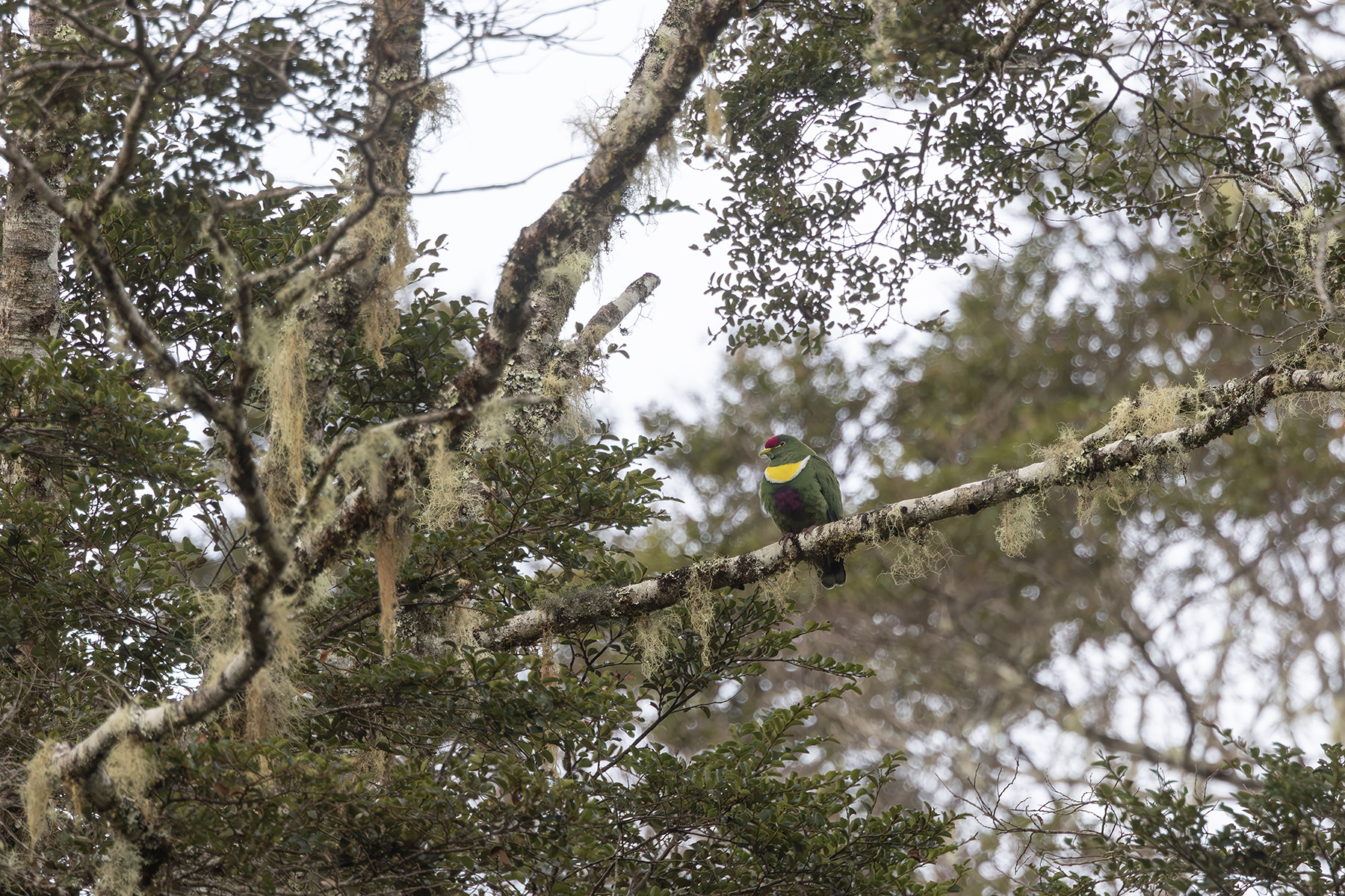 White-bibbed Fruit Dove (image by Dáni Balla)