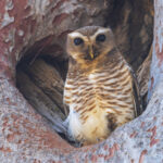White-browed Owl (image by Nik Borrow)