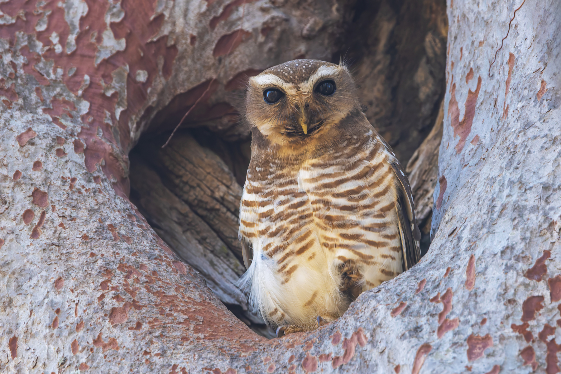 White-browed Owl (image by Nik Borrow)