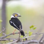 White-crested Helmetshrike (image by Janos Olah)