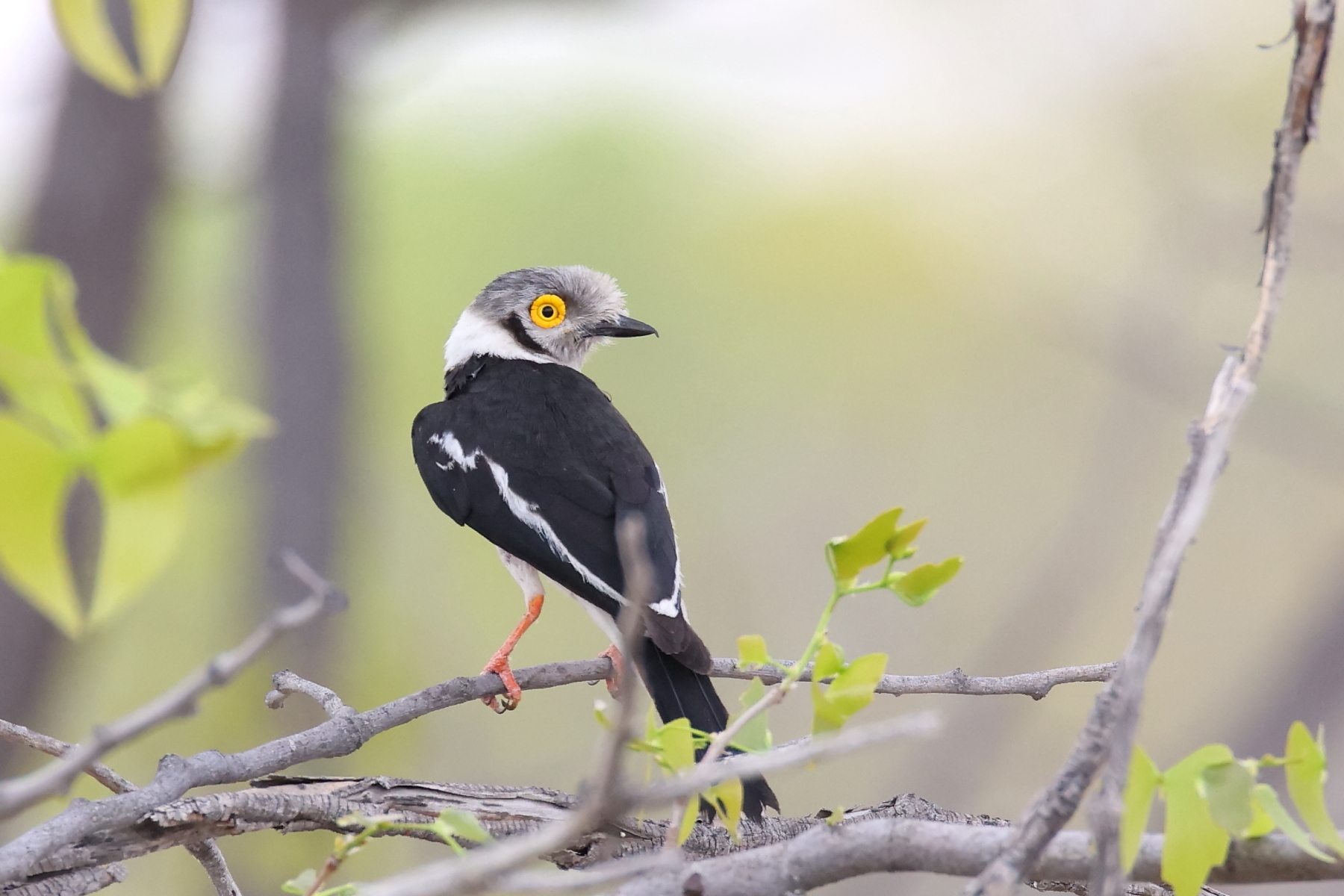 White-crested Helmetshrike (image by Janos Olah)